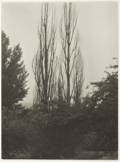 Kavaklar - George Gölü, 1935. by Alfred Stieglitz