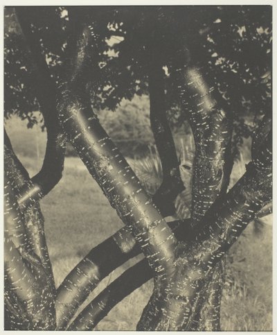  by Alfred Stieglitz