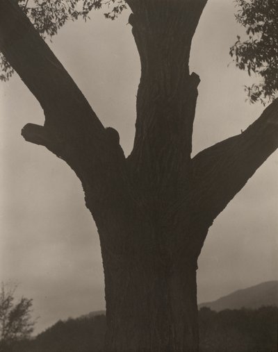 Ölen Kestane by Alfred Stieglitz