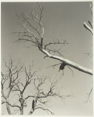  by Alfred Stieglitz