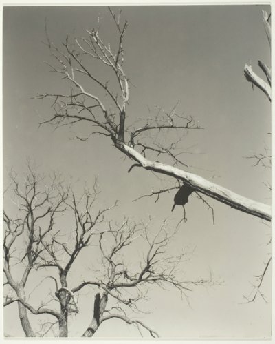Ölen Kestane Ağacı—Öğretmenim, 1927. by Alfred Stieglitz