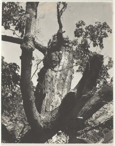 Eski Akçaağaç—George Gölü by Alfred Stieglitz