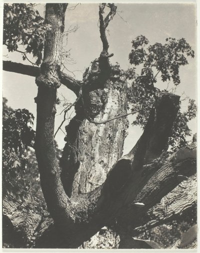 Eski Akçaağaç - George Gölü, 1926. by Alfred Stieglitz