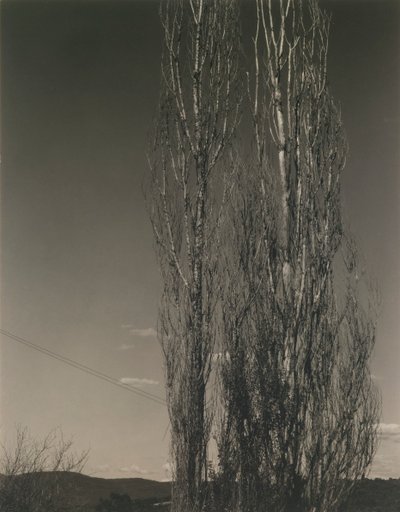 İki Kavak, George Gölü by Alfred Stieglitz