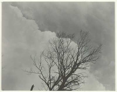 Ağaç Seti 3, c. 1924. by Alfred Stieglitz
