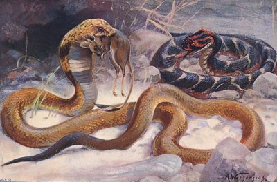 Cobra and Puff Adder, 'Wildlife of the World'den illüstrasyon, yaklaşık 1910 (renkli lito) by Alfred Weczerzick