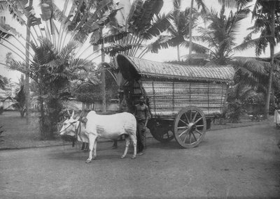 Bir Seylan Bullock Arabası, c1890, 1910 by Alfred William Amandus Plate