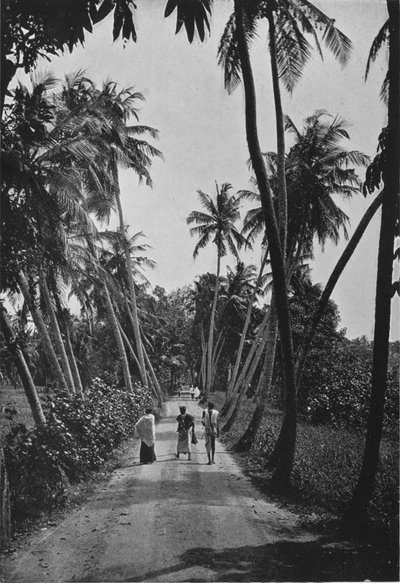 Çeltik Tarlalarından Geçen Bir Yol, c1890, 1910 by Alfred William Amandus Plate