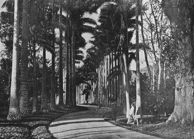 Peradeniya Bahçelerinde Lahana Palmiyeleri, c1890, 1910 by Alfred William Amandus Plate