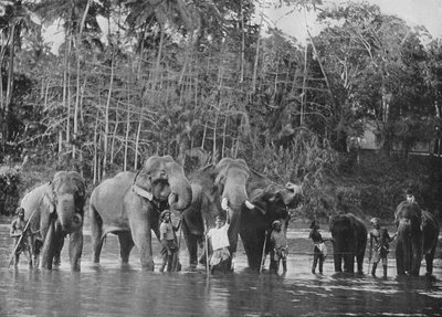 Katugastota'daki Mahaweli Ganga'da Yıkanan Kutsal Filler, c1890, 1910 by Alfred William Amandus Plate