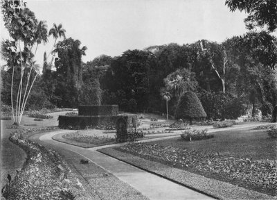 Fernery, Peradeniya Bahçeleri, Seylan, c1890 1910 by Alfred William Amandus Plate