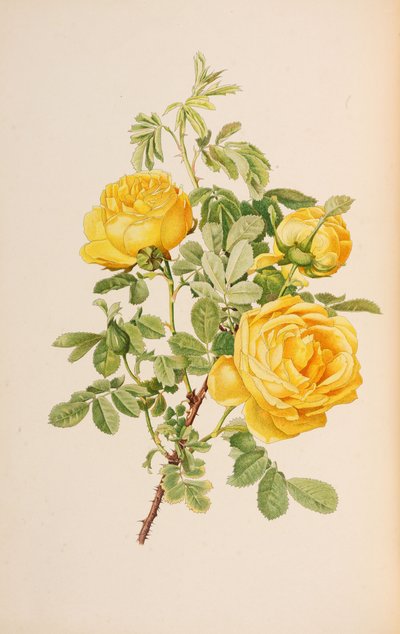 Ellen Willmott