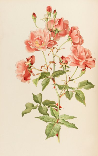 Ellen Willmott