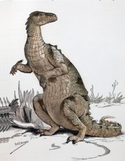Otçul kertenkele by Alice Bolingbroke Woodward