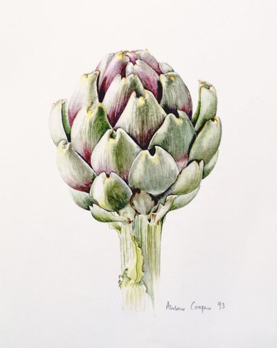 Enginar Çalışması, 1993 by Alison Cooper