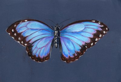 Mavi Morfo Kelebek, 2019 (pastel) by Alison Cooper