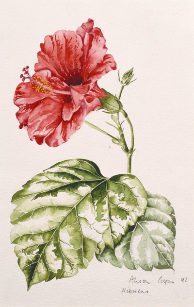Ebegümeci (kırmızı), 1992 (wc) by Alison Cooper