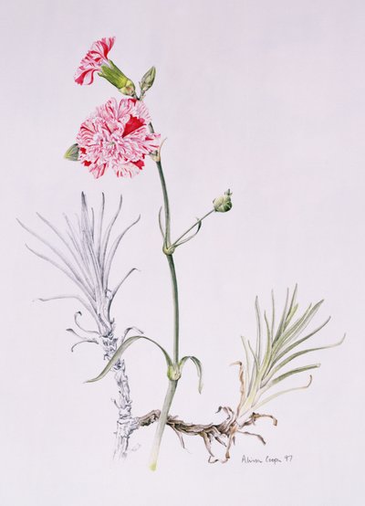 Old Variety of Dianthus, 1997 (kağıt üzerinde wc) by Alison Cooper