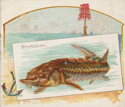 Sturgeon, American Waters