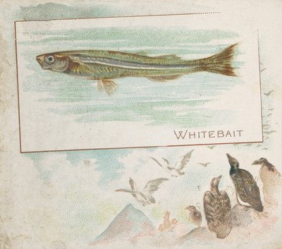 Whitebait, American Waters