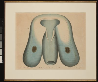 Öl Ruderqualle. Ocyrrhe maculata by Aloys Zötl