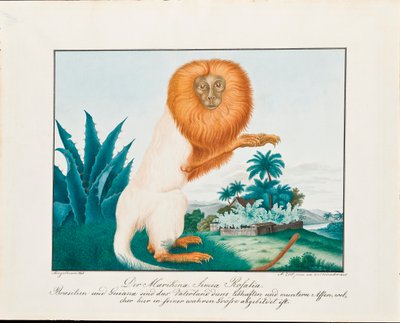 Beyaz Saki, 1835 by Aloys Zötl