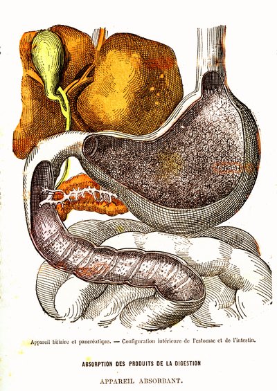 Biliyer ve Pankreas Sistemi - Normal Yaşam ve Sağlık, J. Rengade-Çizim, A. Demarle 1881 by Alphonse Demarle