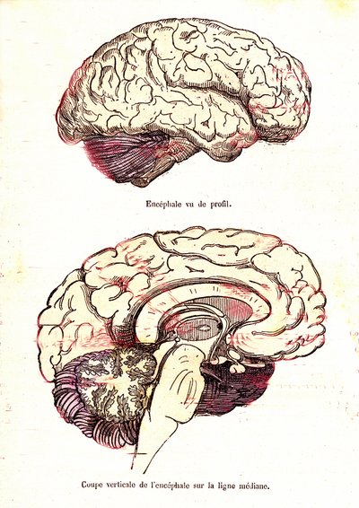 L'ensefalus (J. Rengade'nin normal yaşamı ve sağlığı) - Fig du Top: profil görünümü. Şekil 2: Dikey kesim. Çizim A. Demarle 1881 by Alphonse Demarle