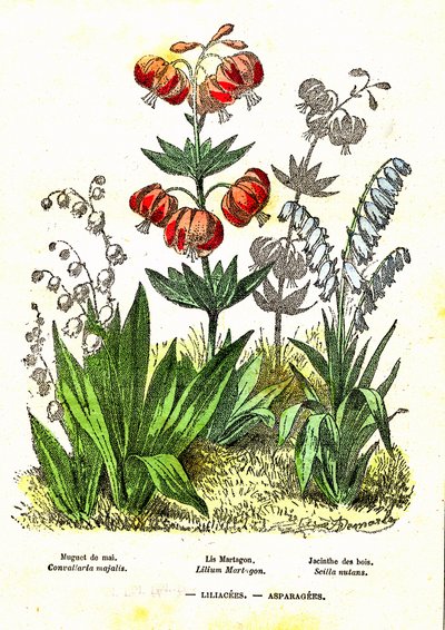 Liliacees, Asparagees: Doğal Yaratılış ve Canlılar. A. Demarle'ın çizimi. 1885 by Alphonse Demarle