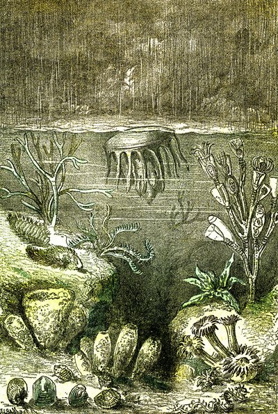 Prehistoire-Terre et Mers: Silüriyen döneminin başlangıcı (J. Rengade. Demarle'nin çizimi. 1885) by Alphonse Demarle