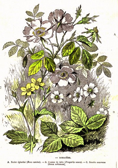 Rosacees - Doğal Yaratılış ve Canlılar: A. Demarle tarafından çizim. 1885 by Alphonse Demarle