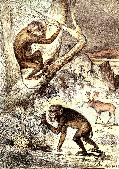 Catarhinian Maymunları (Miyosen Dönemi): Semnopitheques. J. Rengade'nin doğal yaratılışı ve canlıları. Çizim A. Demarle by Alphonse Demarle