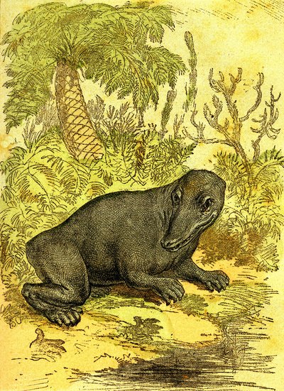 Labyrinthodonte (Amphibie): Kömür döneminin amfibi. Doğal Yaratılış ve Canlılar. Çizim A. Demarle 1885 by Alphonse Demarle