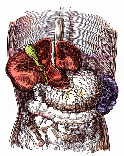 Sindirim sistemi- (Normal Yaşam ve Sağlık, J. Rengade) - Çizim A. Demarle 1881 by Alphonse Demarle