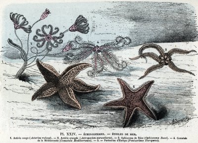 Zooloji kurulu; ekinoderm, deniz yıldızları (asteries, ophiocoma, comatum ve pentacrine) (Zoolojik levha: denizyıldızları) Rengade'nin “” L'homme et la nature”” yazısından gravür by Alphonse Demarle