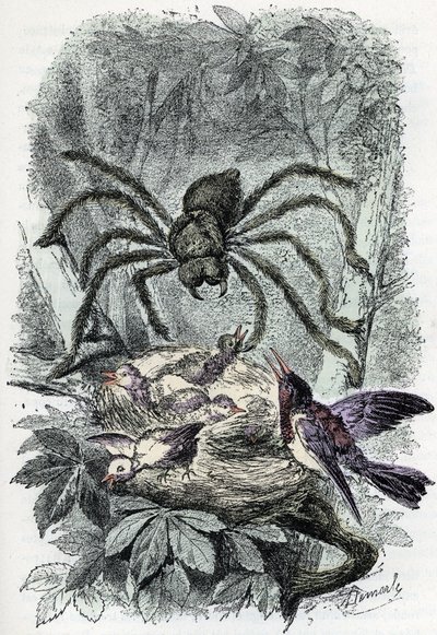 Zoolojik harita: araknid, kuş-sinek yuvasını şaşırtan avicular mygalus (Zoolojik levha: araknid, Avicularia) Rengade'nin “Man and Nature”ından gravür by Alphonse Demarle