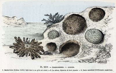 Hayvanat haritası: derisi dikenliler, kestaneler (Zoolojik levha: derisi dikenliler, deniz kestaneleri) Rengade'nin “” L'homme et la nature”” yazısından gravür by Alphonse Demarle
