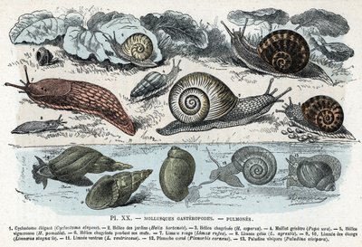 Zoolojik harita; gastropodlar yumuşakçalar, akciğerler (siklostoma, bahçe ve keder helisi, kırmızı sümüklü böcek, gri sümüklü böcek, limnee, planorb, paludin...) (Zoolojik levha: Slug, cyclostoma, planorb, limnea gibi gastropod yumuşakçaları) “” L' hom by Alphonse Demarle