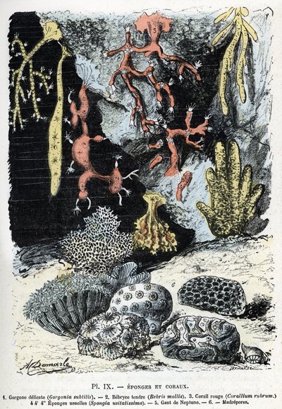 Hayvan haritası: süngerler ve mercanlar (gorgone, bebryce, mercan, süngerler, neptün eldiveni (Zoolojik levha: Deniz süngerleri ve mercanlar) Rengade'nin “” L'homme et la nature”” gravürü by Alphonse Demarle