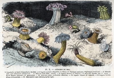 Zoolojik levha: deniz şakayığı (Zoolojik levha: deniz anemonları) Rengade'nin “” L'homme et la nature”” adlı gravürü by Alphonse Demarle