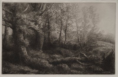 Bir Woodland Çalışması. by Alphonse Legros