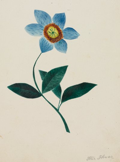 Yıldız Çiçeği (suluboya) by Altha Mary Nims