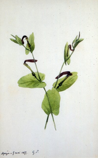 Aristolochia, Aristolochiaceae familyasının büyük bir bitki cinsi (sulu boya) by Amantine Dupin