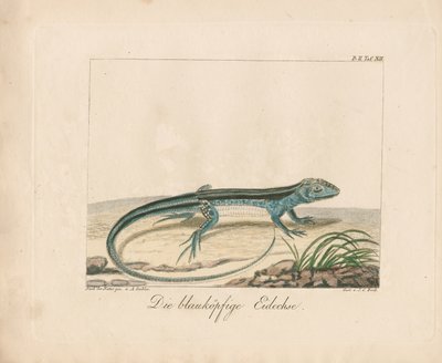 Mavi Başlı Skink (elle renklendirilmiş bakır levha gravür) by Ambrosius Gabler