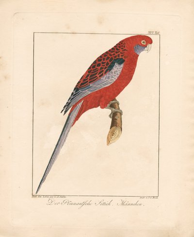 Crimson Rosella, Erkek (elle renklendirilmiş taş baskı) by Ambrosius Gabler