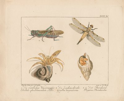 Yusufçuk, Çekirge ve Ermiş Yengeç (el boyaması bakır levha gravür) by Ambrosius Gabler