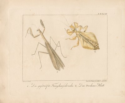 Peygamberdevesi ve Yaprak Böceği (elle renklendirilmiş bakır levha gravür) by Ambrosius Gabler