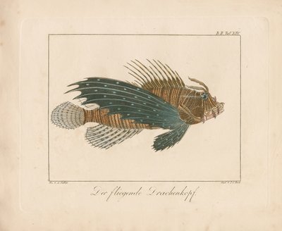 Kırmızı İskorpit Balığı (elle renklendirilmiş bakır levha gravür) by Ambrosius Gabler