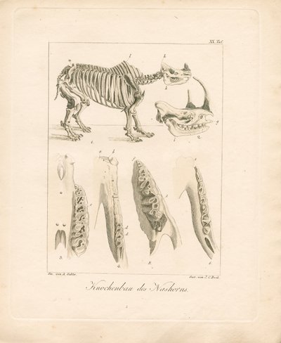 Gergedan İskelet Yapısı (renkli bakır levha gravür) by Ambrosius Gabler