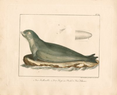 Anatomik Detaylarıyla Arp Mührü (elle renklendirilmiş bakır levha gravür) by Ambrosius Gabler